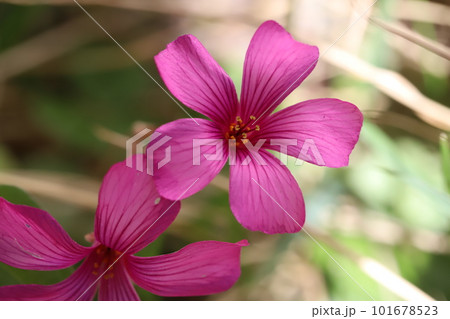 春の庭に咲く濃いピンク色のイモカタバミの花 春の庭に咲く濃いピンク色のイモカタバミの花 101678523