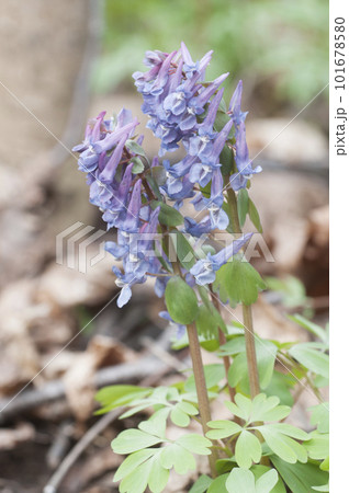 Corydalis solida flowers, close up shot Corydalis solida flowers, close up shot 101678580