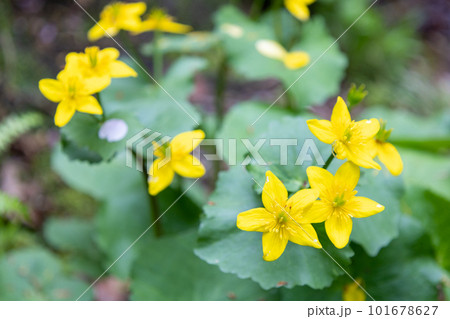 春の彩りリュウキンカの輝き 春の彩りリュウキンカの輝き 101678627