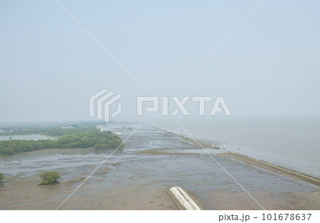 mangrove forest for protection beach in Thailand mangrove forest for protection beach in Thailand 101678637