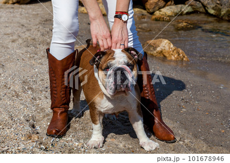 Red English British bulldog 101678946