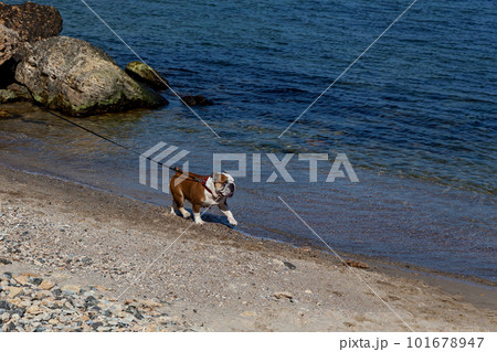 Red English British bulldog on a walk 101678947