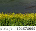 川沿いに咲く菜の花 101678999