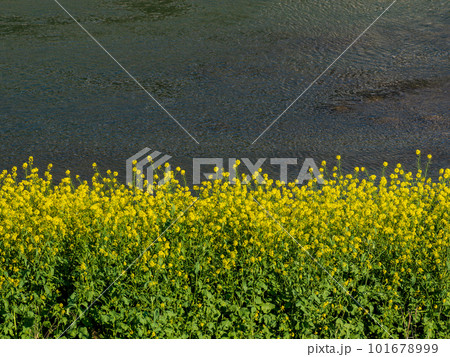 川沿いに咲く菜の花 川沿いに咲く菜の花 101678999