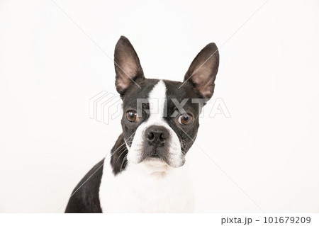 ボストンテリアのバストアップ 101679209