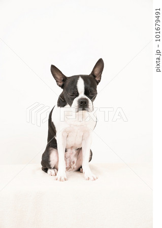 お座りしたボストンテリア 101679491