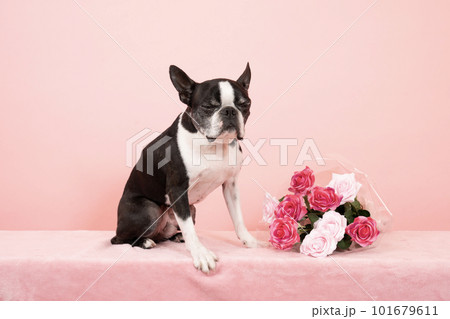 ピンクバックと薔薇の花束とボストンテリア ピンクバックと薔薇の花束とボストンテリア 101679611