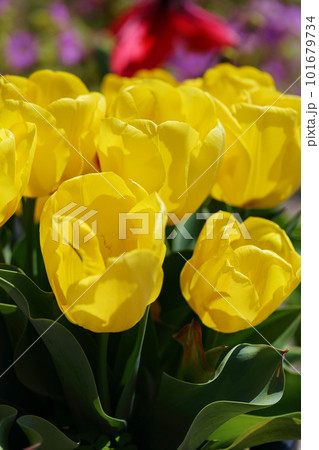黄色いチューリップ 黄色いチューリップ 101679734