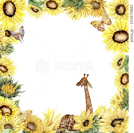 Watercolor hand drawn spring garden full of sunflowers square frame with giraffe.Illustration for scrapbooking.Cartoon hand drawn background with flower for kids design.Perfect for wedding invitation. 101679882