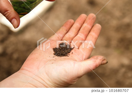 Closeup view of seed on the female hand. Farmer holds the seeds in his palms against the backdrop of fertile soil 101680707