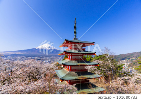 富士山と満開の桜 2023  新倉山浅間公園 101680732