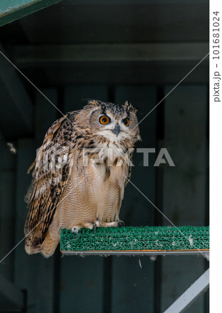 Beautiful owl 101681024