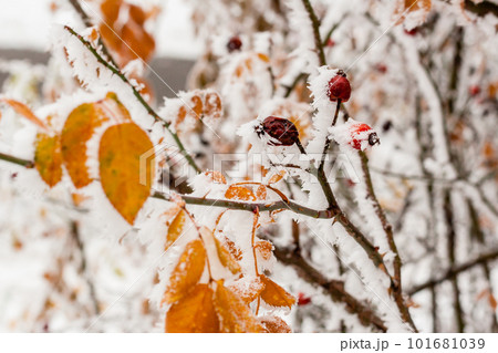 Leaves covered with hoarfrost and snow close up 101681039