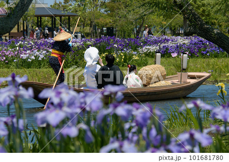 花菖蒲が咲く水路を嫁入り舟が通る【水郷佐原あやめ祭り】 101681780