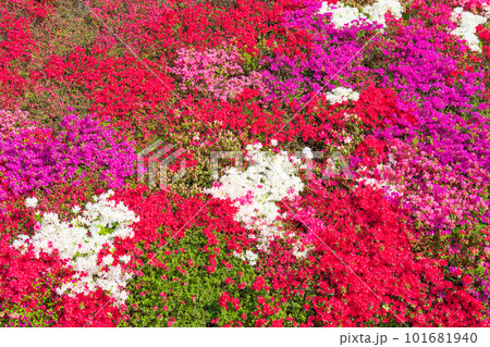 つどいの丘、満開のキリシマツツジ〈愛知県豊田市〉 101681940