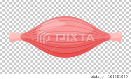 かわいい筋肉のイラスト 101681950