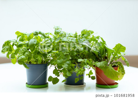 potted plants on white table potted plants on white table 101681958