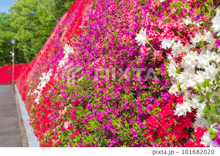 つどいの丘、満開のキリシマツツジ〈愛知県豊田市〉 101682020