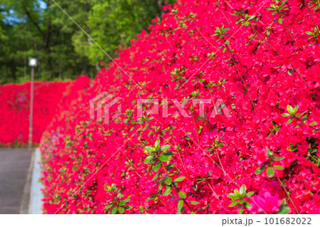 つどいの丘、満開のキリシマツツジ〈愛知県豊田市〉 101682022