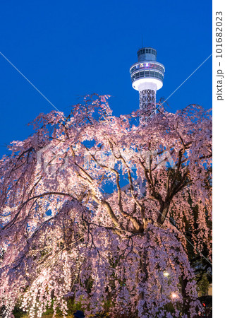《神奈川県》山下公園の枝垂れ桜・春の横浜 101682023