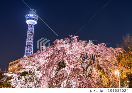 《神奈川県》山下公園の枝垂れ桜・春の横浜 101682024