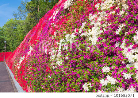 つどいの丘、満開のキリシマツツジ〈愛知県豊田市〉 101682071