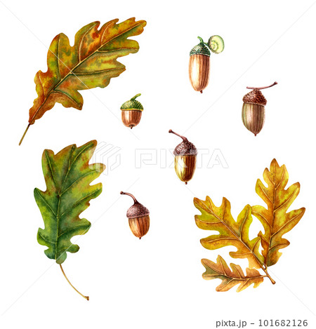Watercolor autumn set with oak leaves and acorns isolated on white 101682126