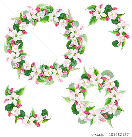 Apple tree blooming wreaths and elements set. Watercolor illustration isolated on white Apple tree blooming wreaths and elements set. Watercolor illustration isolated on white 101682127