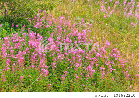 Rosebay willowherb or fireweed (Chamaenerion angustifolium) growing on the alpine meadow 101682210