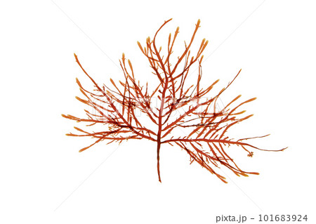 Gelidium sesquipedale red algae or rhodophyta isolated on white Gelidium sesquipedale red algae or rhodophyta isolated on white 101683924