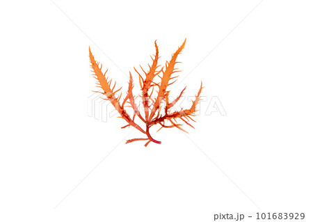 Calliblepharis jubata red algae isolated on white 101683929