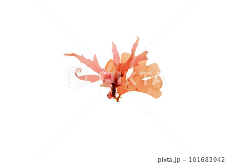 Rhodymenia pseudopalmata red seaweed isolated on white 101683942