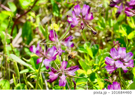 レンゲの間を飛ぶミツバチ レンゲの間を飛ぶミツバチ 101684460