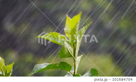 雨の中の桜の葉　ワイド 101684704
