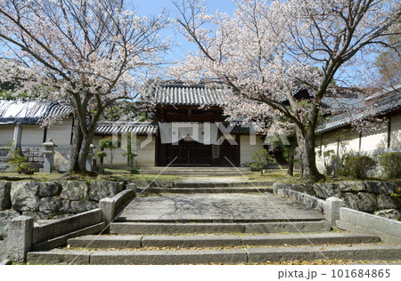 円満院　勅使門と桜　滋賀県大津市園城寺町 101684865