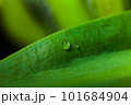 Drop water green leaf grass background 101684904