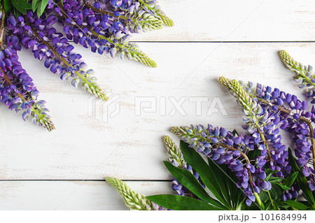 Purple and blue lupins on white background. Natural eco backdrop. Summer flowers and green leaves. Product advertising concept. Copy space. 101684994