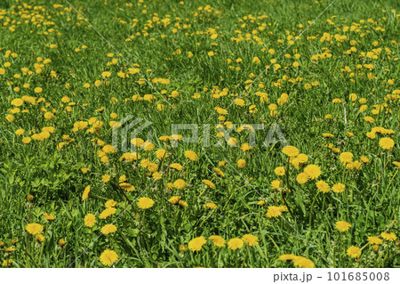 Bright green lush meadow with many colorful dandelions, sunny spring summer day Bright green lush meadow with many colorful dandelions, sunny spring summer day 101685008