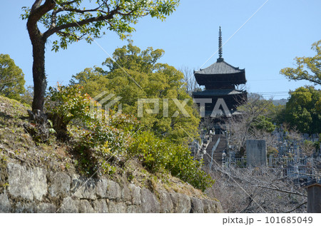 金戒光明寺 三重塔 京都市左京区黒谷町 金戒光明寺 三重塔 京都市左京区黒谷町 101685049