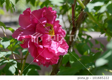 シャントール　ボタンの花 101685222