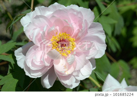 まりも　ボタンの花 101685224