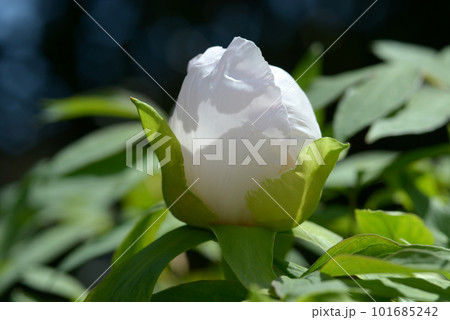 花嫁　ボタンの花 101685242