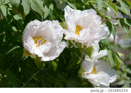 暁の雪　ボタンの花 101685254