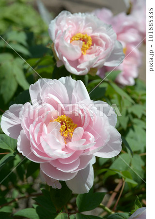 玉芙蓉　ボタンの花 101685335