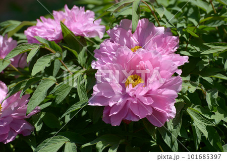 千鳥の舞 ボタンの花 千鳥の舞 ボタンの花 101685397