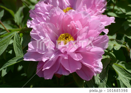 千鳥の舞 ボタンの花 千鳥の舞 ボタンの花 101685398