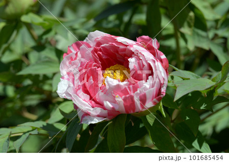 島錦　ボタンの花 101685454