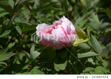 島錦　ボタンの花 101685458