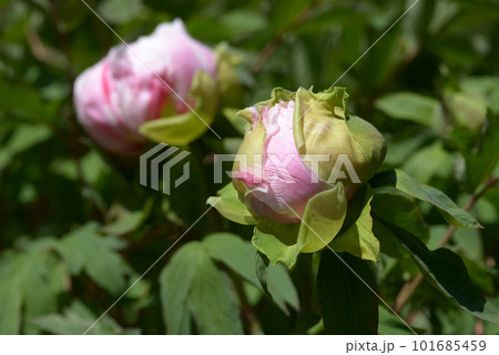 島錦　ボタンの花 101685459