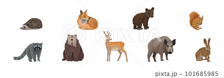 Forest Animal and Habitant with Raccoon, Deer, Bear and Boar Vector Set Forest Animal and Habitant with Raccoon, Deer, Bear and Boar Vector Set 101685985